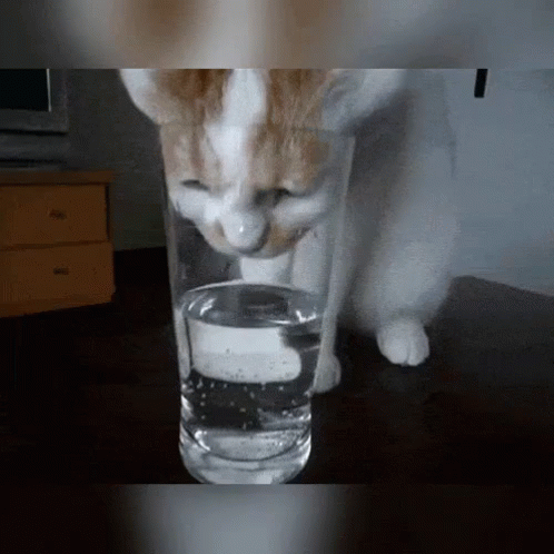 Thirsty Cat GIF - प्यासी बिल्ली Licking GIFs