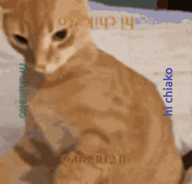 a picture of a cat with the words hi chikako on the bottom right