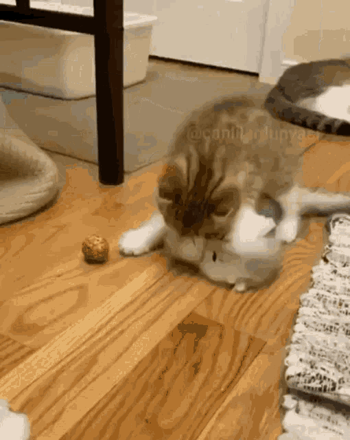 a cat is playing with a ball on a wood floor