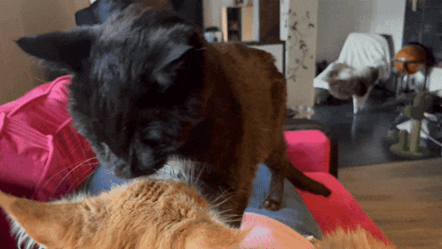 two cats are playing with each other on a couch