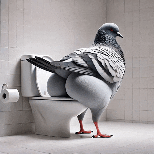 a pigeon is standing on a toilet with its tail on it