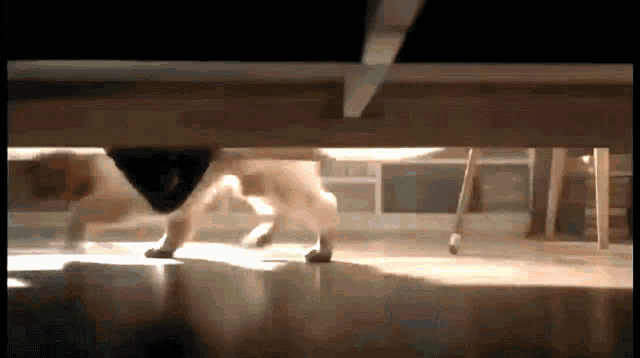 two dogs are running under a table in a room