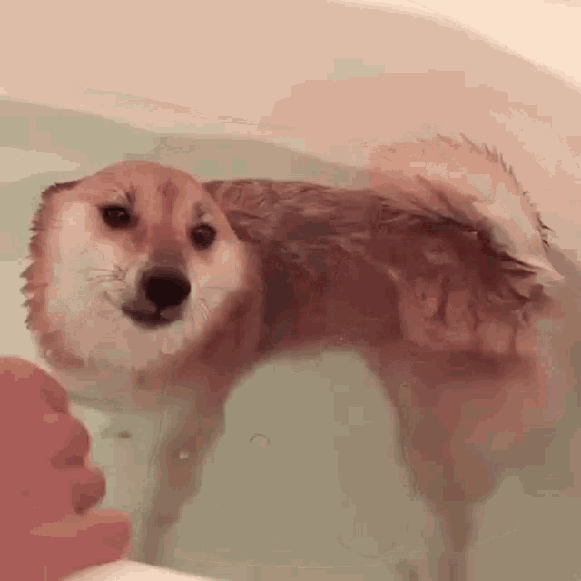 a dog is standing in a bathtub with a person 's hand .
