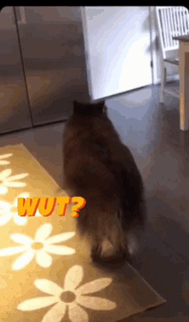 a cat is standing on a rug with the words wut written on it