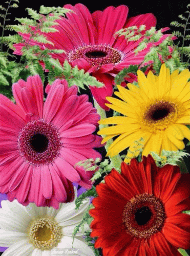 a bunch of different colored flowers with a black background and the words forever sparkled on the bottom