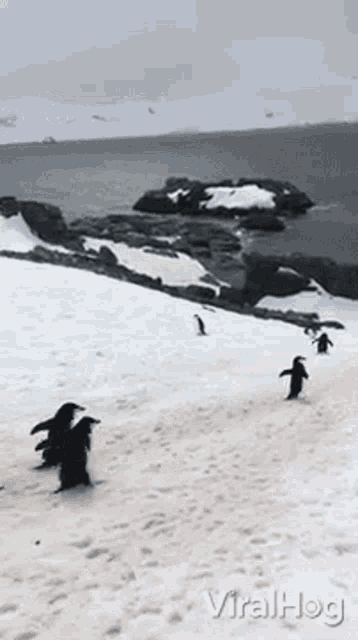 Waddle Viralhog GIF - Waddle Viralhog Penguin GIFs