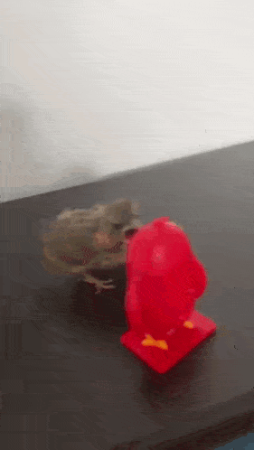 a frog is sitting on a table next to a red toy .