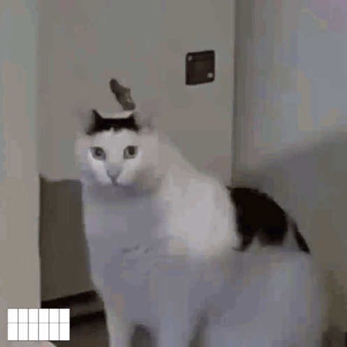 Naur Cat GIF - Naur Cat GIFs