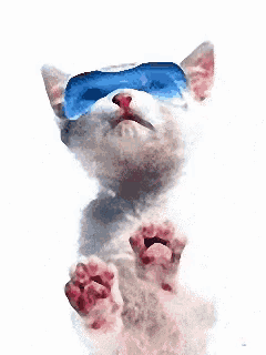 a white cat wearing blue goggles with its tongue hanging out