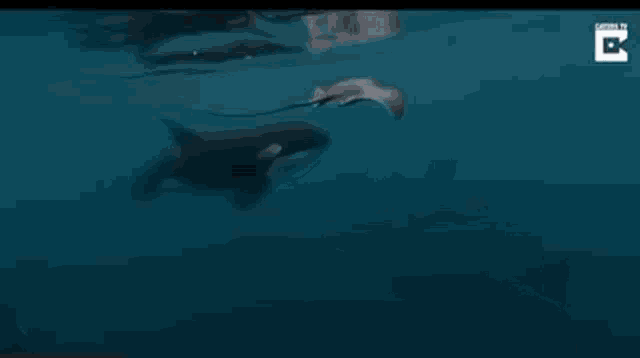 a dolphin is swimming in the ocean near an iceberg .