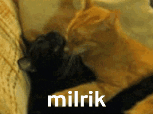 a blurred image of two cats with the word milrik written in white