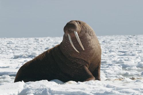 a walrus laying in the snow looking up