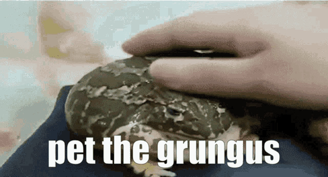 a person petting a frog that says pet the grungus on the bottom