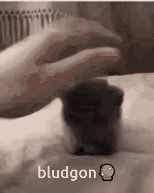a picture of a person playing with a kitten with the word bludgon on the bottom right