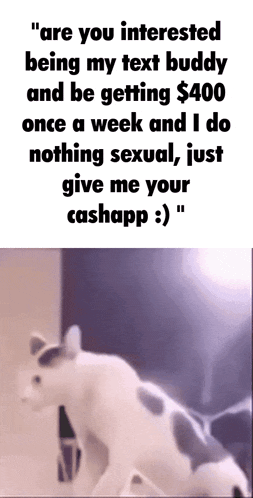 a picture of a cat and a text that says " are you interested being my text buddy and be