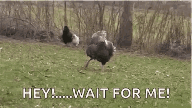 an ostrich is standing in a grassy field with the words `` hey ! wait for me ! '' .