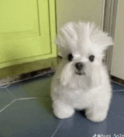 a small white dog with a mohawk is standing on a tiled floor in a kitchen .