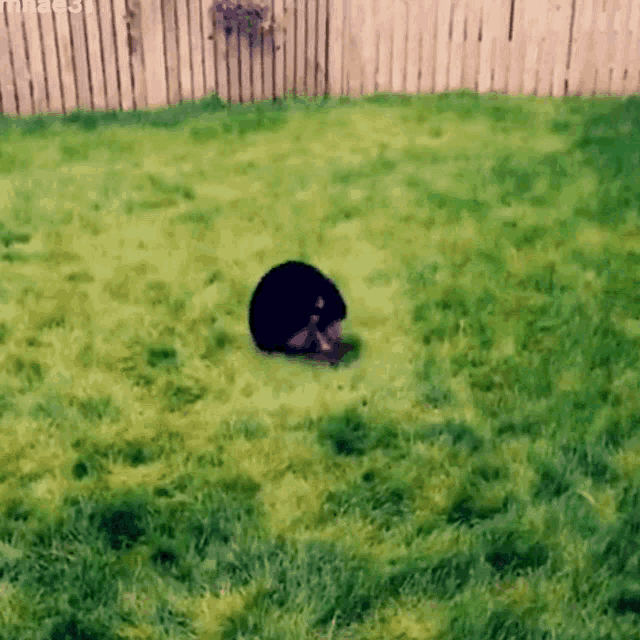 a black cat is laying in the grass with a fence in the background
