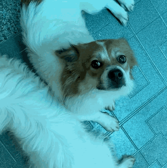 a brown and white dog is laying on a tiled floor