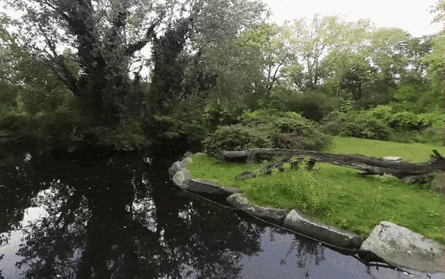 a river surrounded by trees and rocks with a log in the middle of it