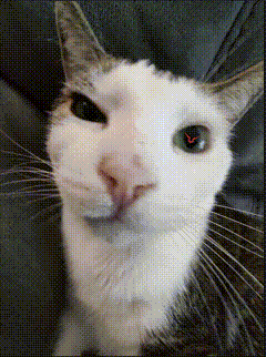 a close up of a cat 's face with a red arrow pointing to its eye