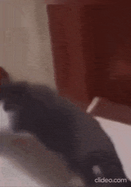 a black cat is walking on a bed in a bedroom .