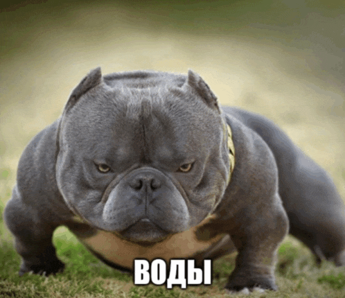 a gray dog with a yellow collar is standing in the grass with a caption in russian that says " воды "