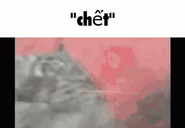 a close up of a cat 's face with a red background and the word ' chet ' on the bottom .