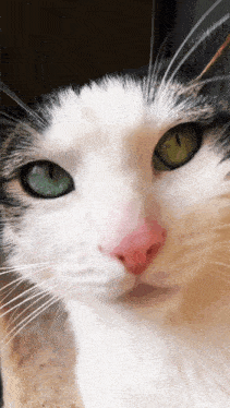 Meme Cat Reaction Cat GIF - Meme Cat Reaction Cat Cat Eyes GIFs