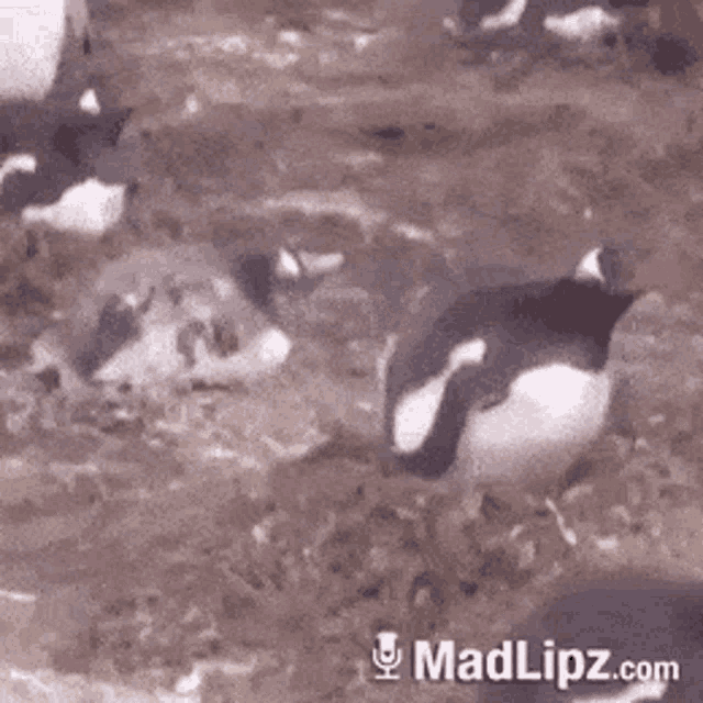 a bunch of penguins are laying in the dirt and the website madlipz.com is visible in the corner
