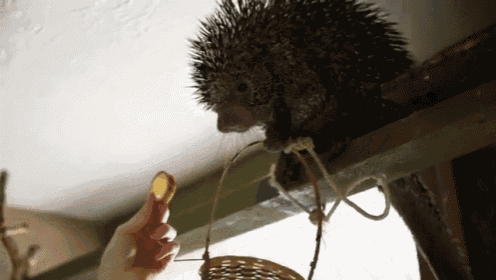 Yes Please, And Thank You GIF - Porcupine Hungry Nomnomnom GIFs