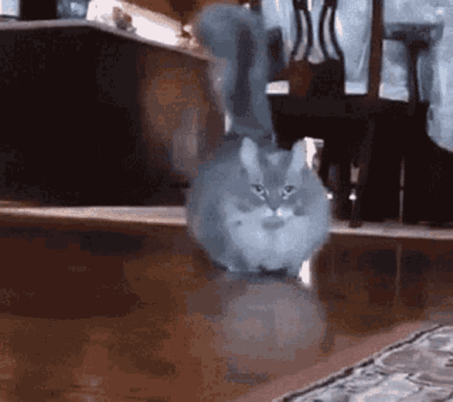 Cat Go Game GIF - Cat Go Game GIFs
