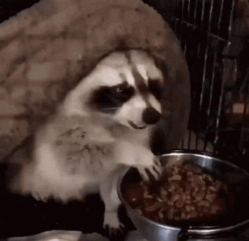 a raccoon wearing a hat is eating from a bowl of food .
