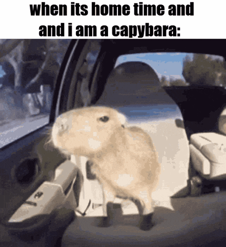 a picture of a capybara in a car with the caption when its home time and and i am a capybara