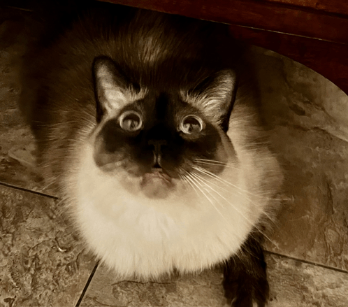 a cat is looking up at the camera with a surprised look on his face