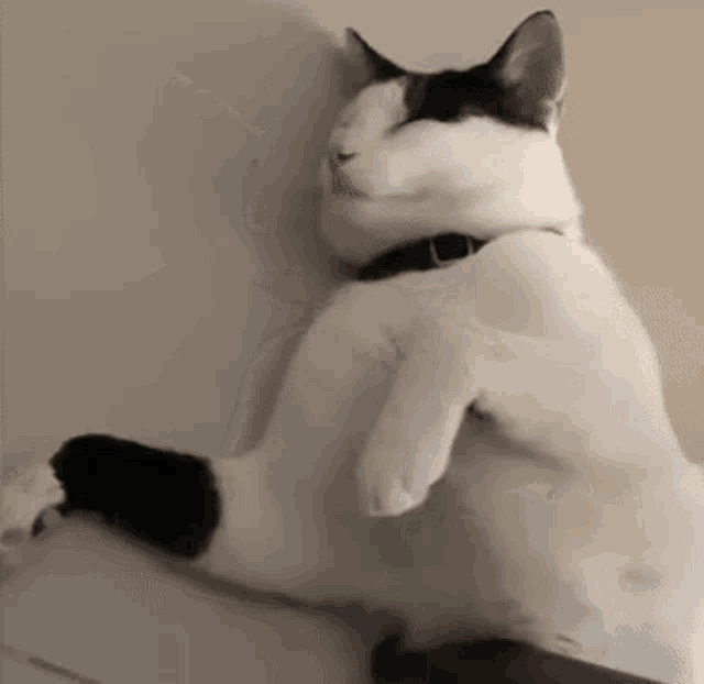 a black and white cat is laying on its back on a table with its eyes closed .