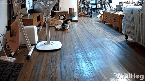 Viral Hog Viral Hog Videos GIF - Viral Hog Viral Hog Videos Paralyzed Cat Hears Owner Come Home GIFs