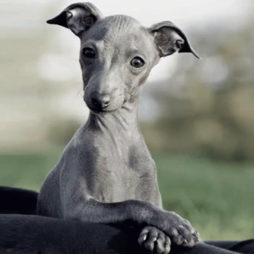 Frazzle Italiangreyhound GIF - Frazzle Italiangreyhound Puppy GIFs