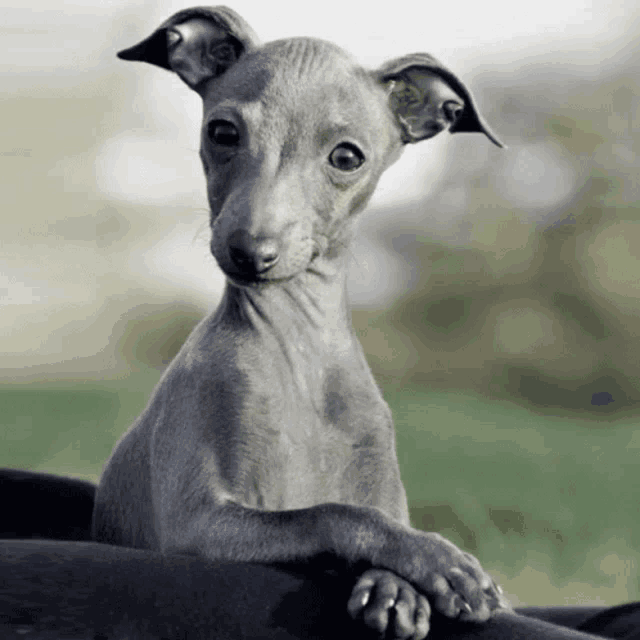 a small grey dog with a very long ear looks at the camera
