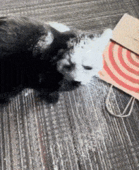 a black and white cat is looking at a paper bag