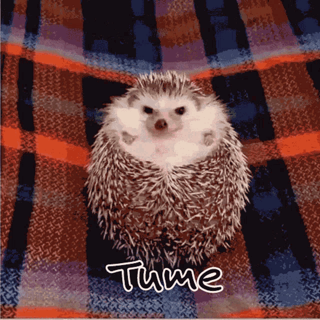 Tume GIF - Tume GIFs