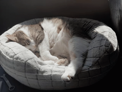 Cat Sleepy GIF - Cat Sleepy GIFs