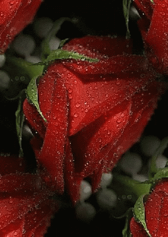 Red Rose GIF - Red Rose GIFs