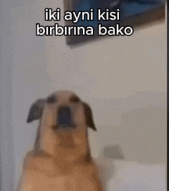 a picture of a dog with the words iki ayni kisi birbirina bako written above it