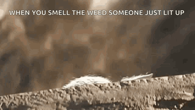when you smell the weed someone just lit up .