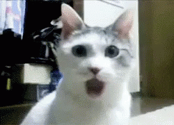 Shocked Cat GIF