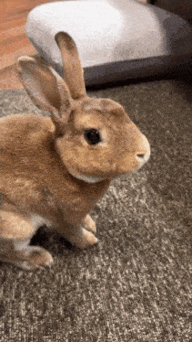 a brown rabbit is sitting on a rug and looking at the camera