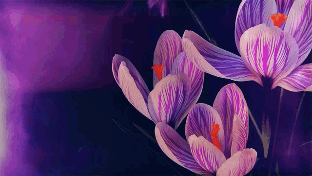 purple and white flowers with a red center on a dark purple background