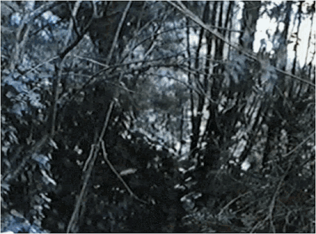 a black and white photo of a dense forest