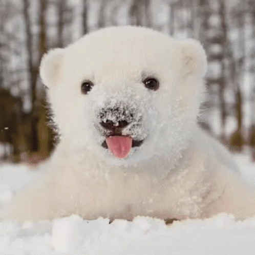 Polar Bear Jin Tongue GIF - Polar Bear Jin Tongue Hourlykuno GIFs